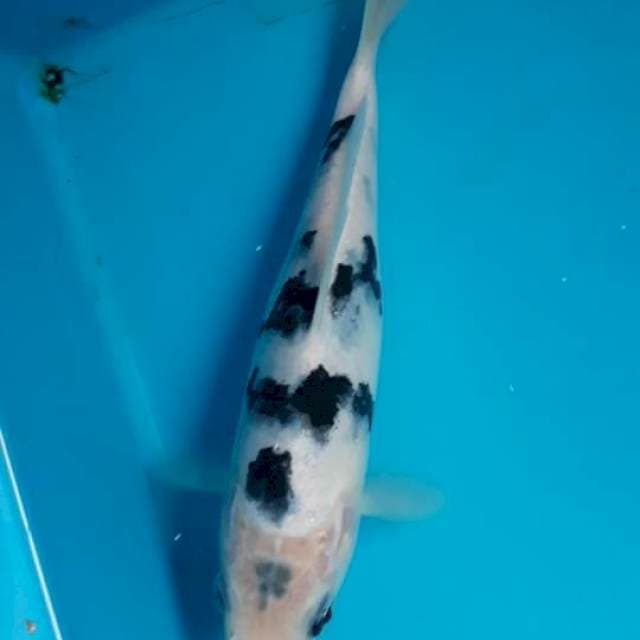 Bekko