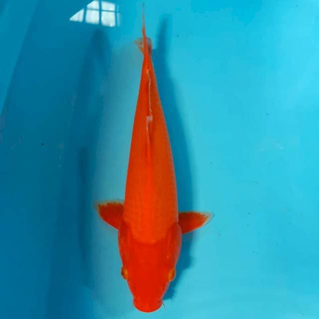Benigoi tembus 36cm