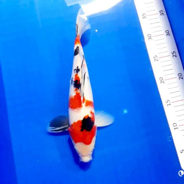 Sanke 34cm
