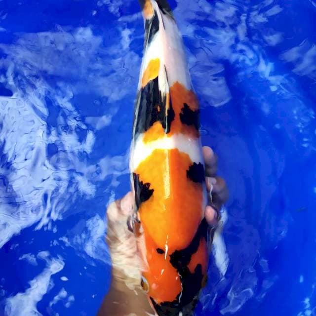 Showa 45cm