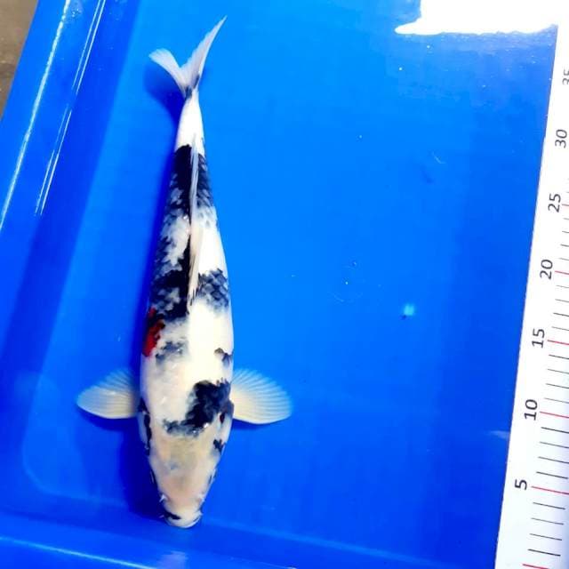 Shiro bocor 34cm male