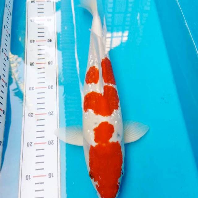 Sanke 38cm Sterong