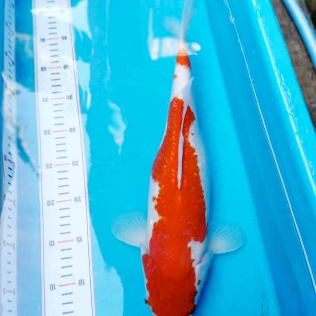 Kohaku Jumbo 42cm