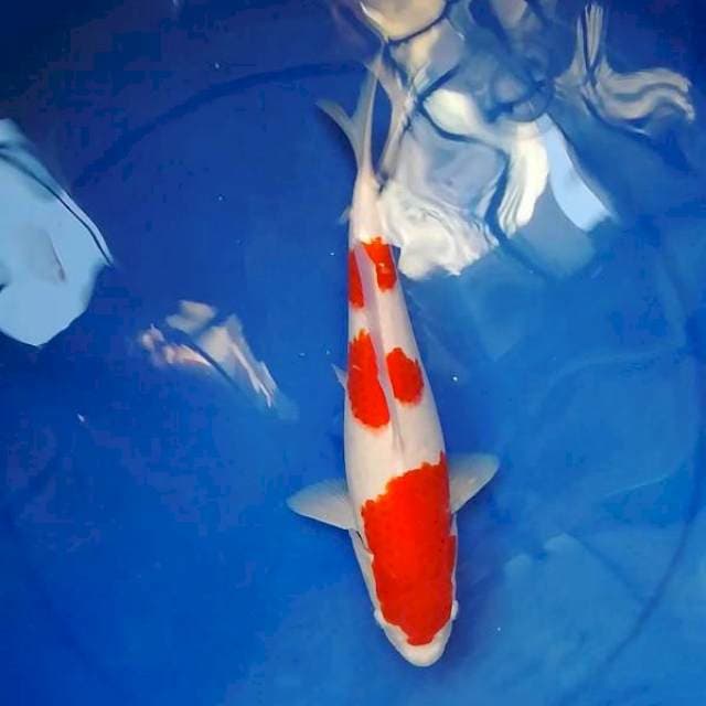 Kohaku