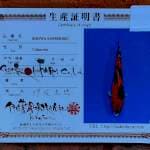 Showa sanshoku josss import ISA