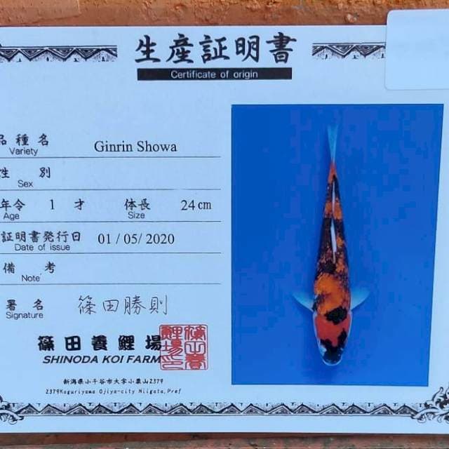 Showa ginrin size 30 cm Shinoda joss