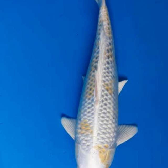 Hariwake betina 30cm