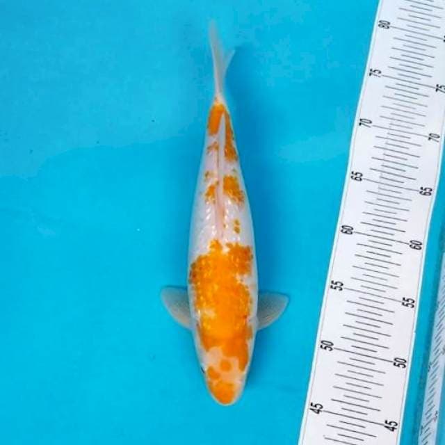 KOYO KARASHI GINRIN 32 CM
