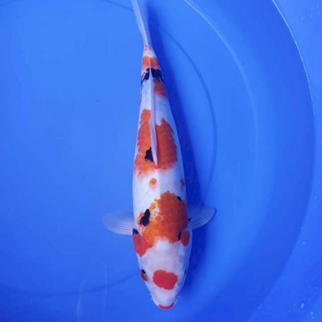 Showa Original 40cm