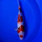 Showa Original 40cm