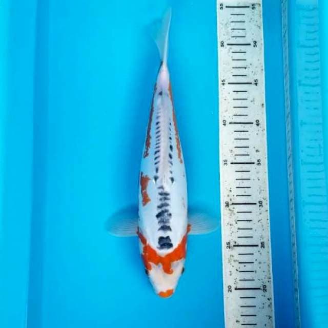 SHUSUI 34 CM