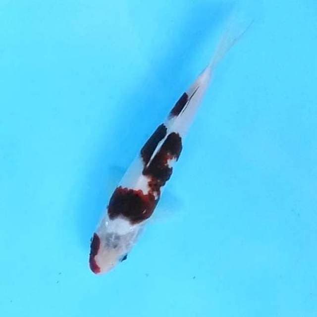 22cm. Goromo