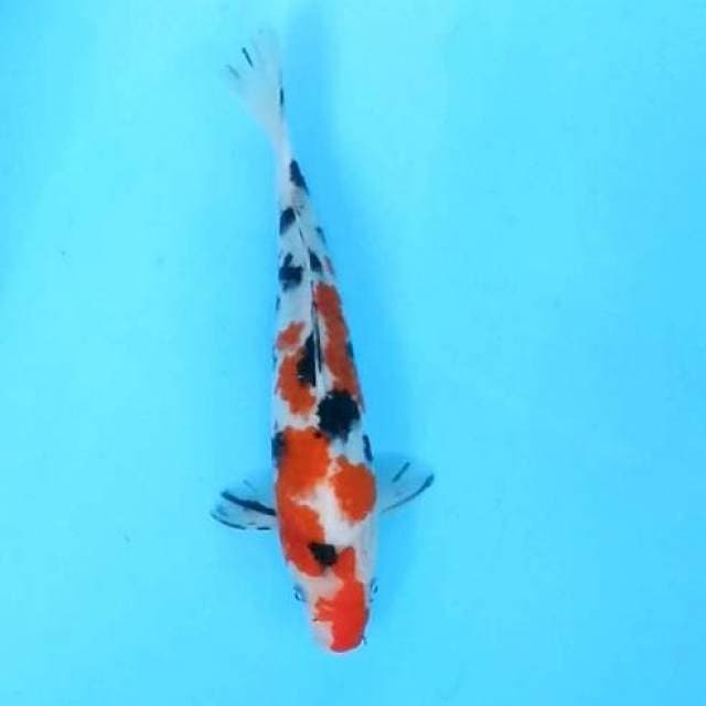 27cm. Sanke