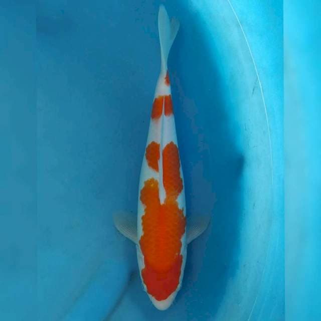 Hiroi Kohaku