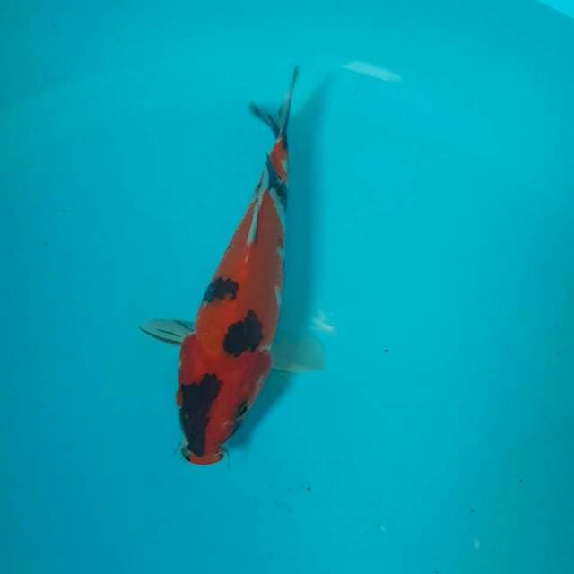 Showa 15cm