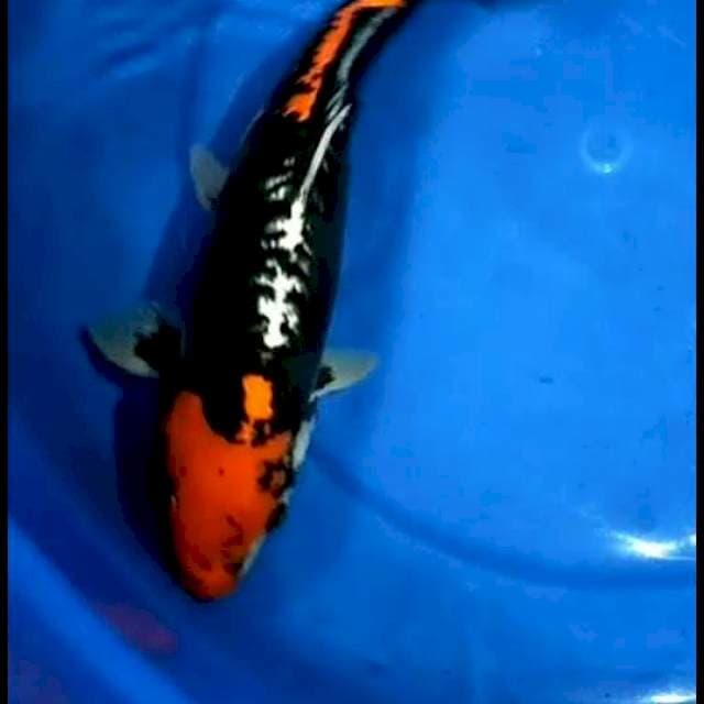 Beni kumonryu 32cm