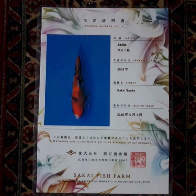 Sanke Sakai Farm, Import Certy Serty