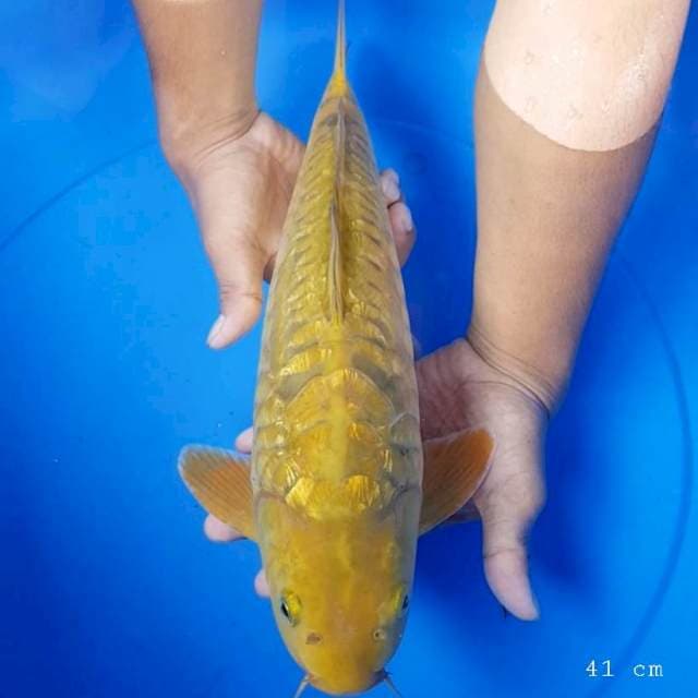 Chagoi aragoke ginrin 41 cm