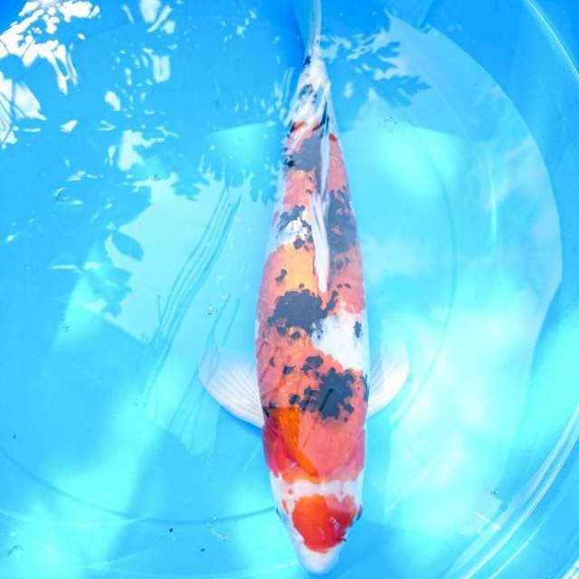 maruten inazuma sanke 38 cm
