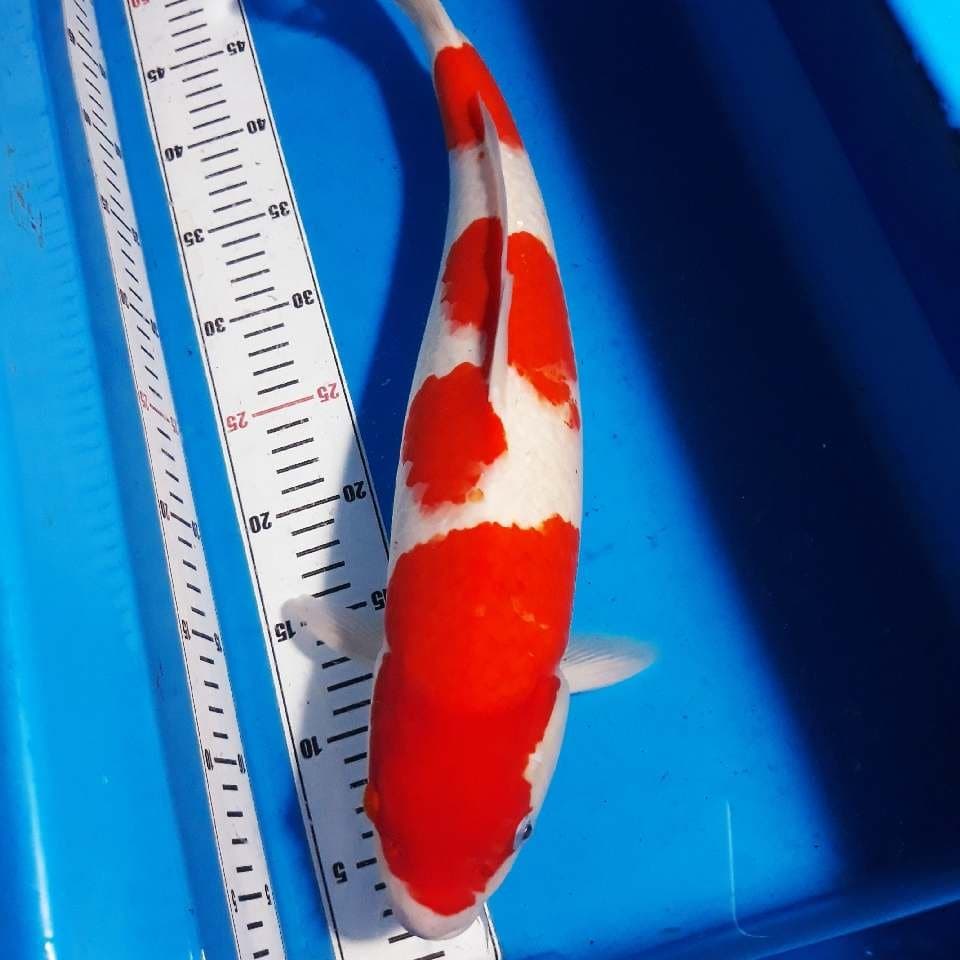 Kohaku jumbo f1