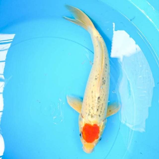 tancho goshiki 35 cm