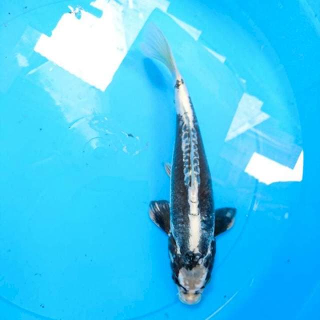 tancho antik 27 cm