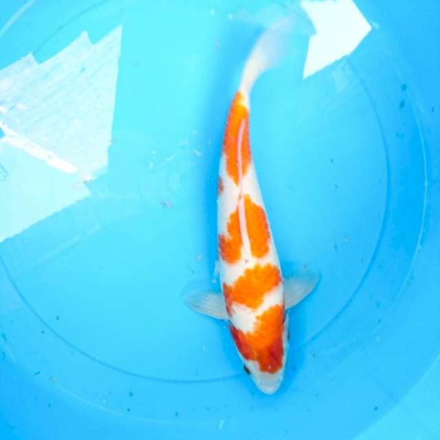 kohaku sakura 30 cm