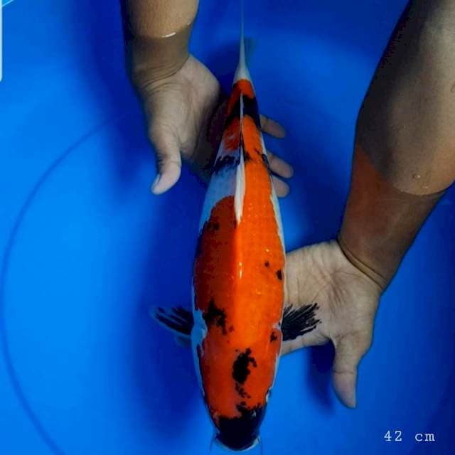 Showa 42 cm