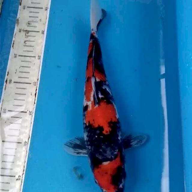 Showa 33cm