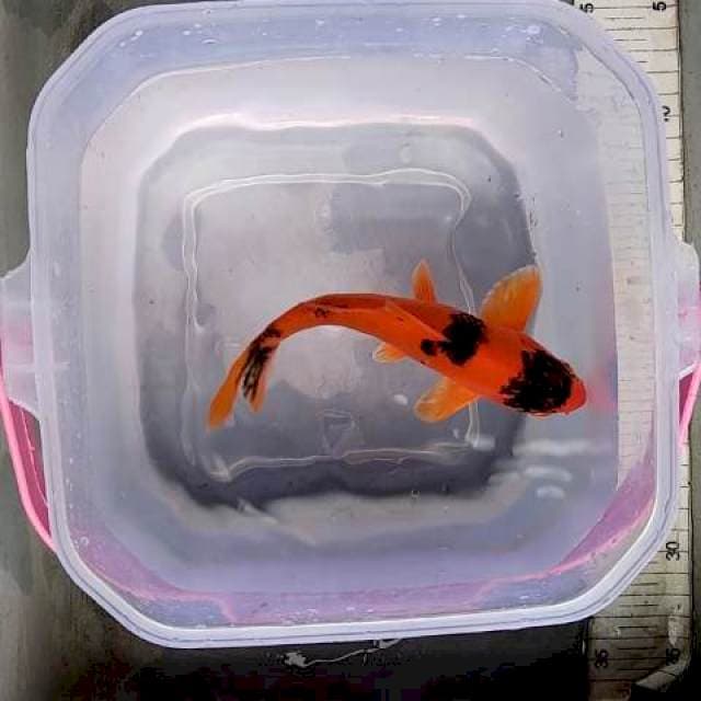 Sandan kawari 20cm