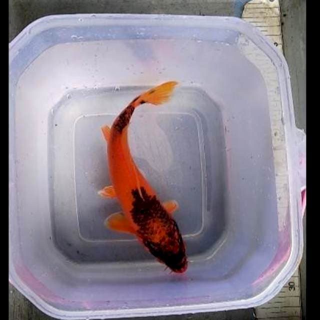 Kawari 23cm