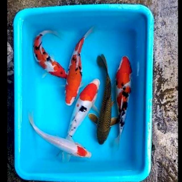 Paket mix 22-26cm