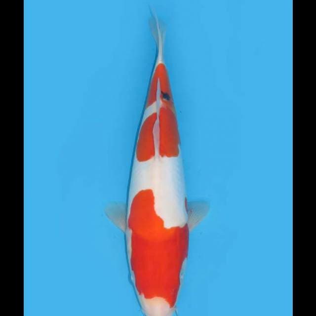 Sanke Doitsu Murni - 35cm Female 