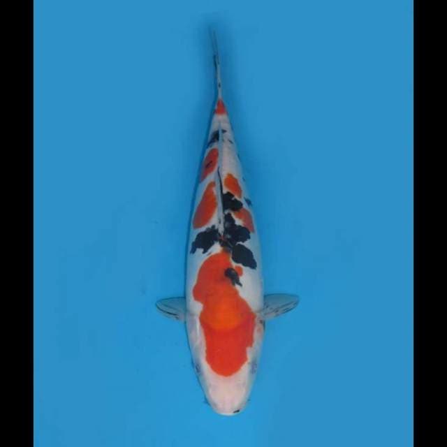 Sanke Doitsu - 30cm Female