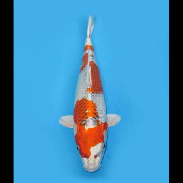 F1 Kojaku Pola Ori - 35cm Female 