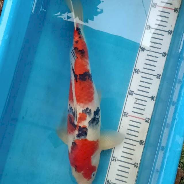 Sanke jantan 43cm