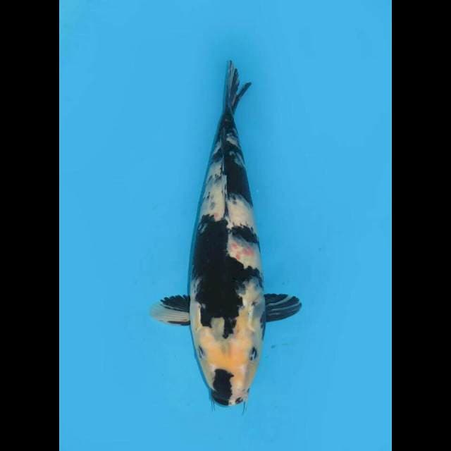 JUMBO MALE SHIRO 37CM
