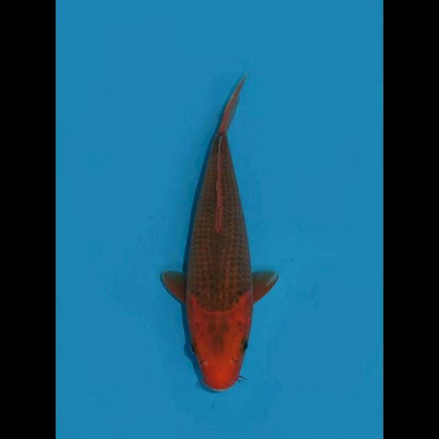 RED PRINCE - AKA MATSHUBA 27cm MALE