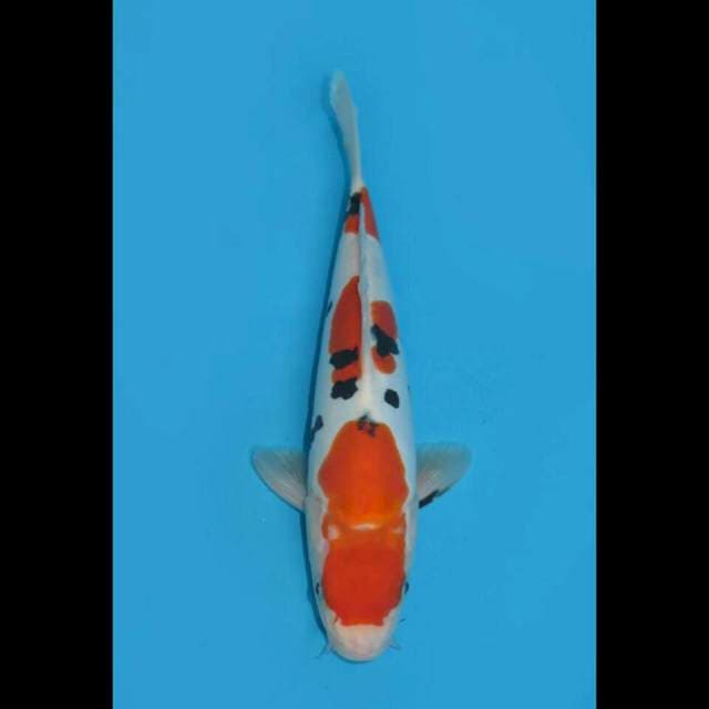 DOITSU SANKE SANDAN TSUBOSUMI 28CM MALE