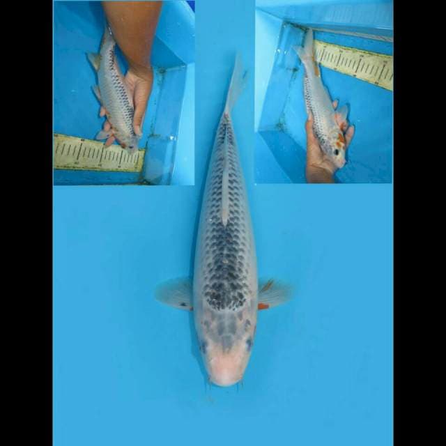 NARUMI ASAGI 28CM FEMALE