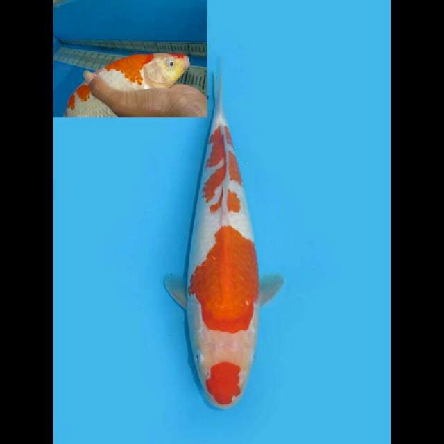 RED GLOW - MARUTEN KOHAKU YONDAN 28CM MALE (BERPUNUK)
