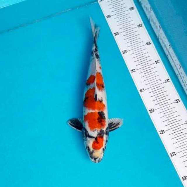 KIN SHOWA 33 CM MALE
