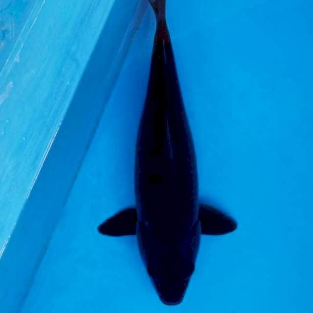 KARASU 45 CM