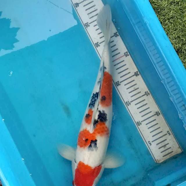 Sanke female 43