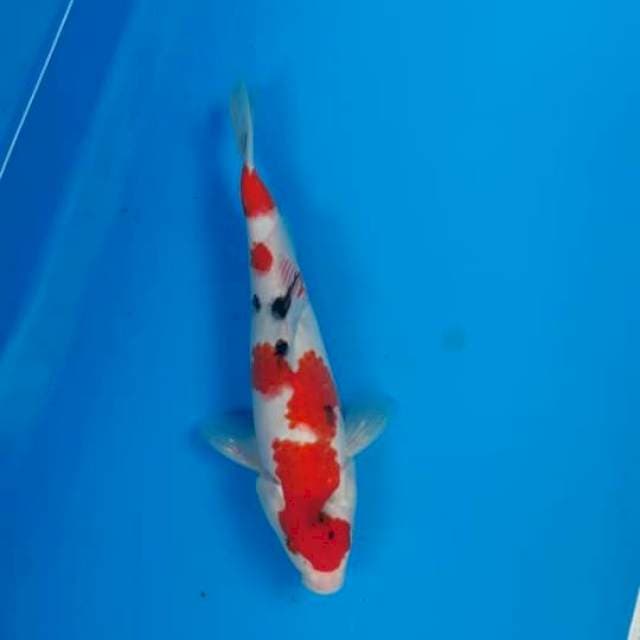 Showa Jantan 28cm