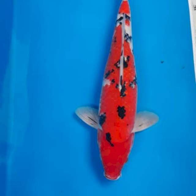 Sanke Jantan 42cm