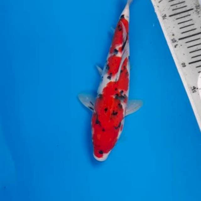 Showa Jantan 33cm