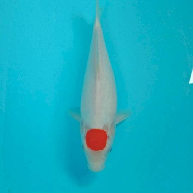 Tancho Kohaku,  32 cm