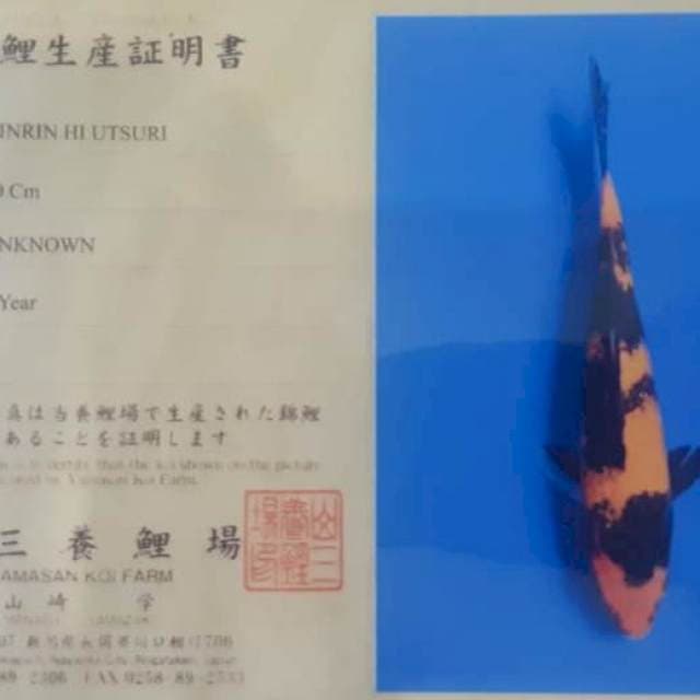 Ginrin Hi utsuri import yamasan