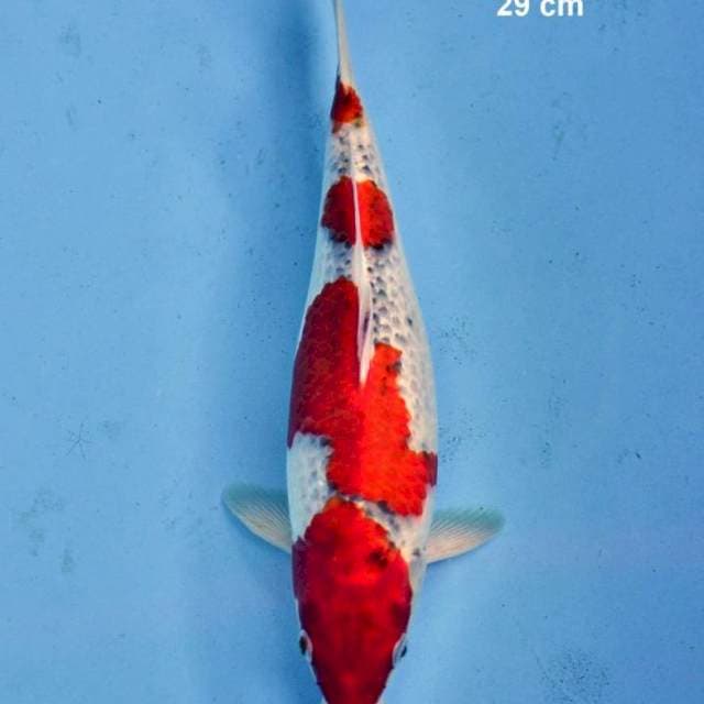 Goshiki merah 